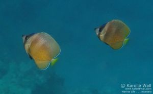 Pair of Blacklip Butterflyfish